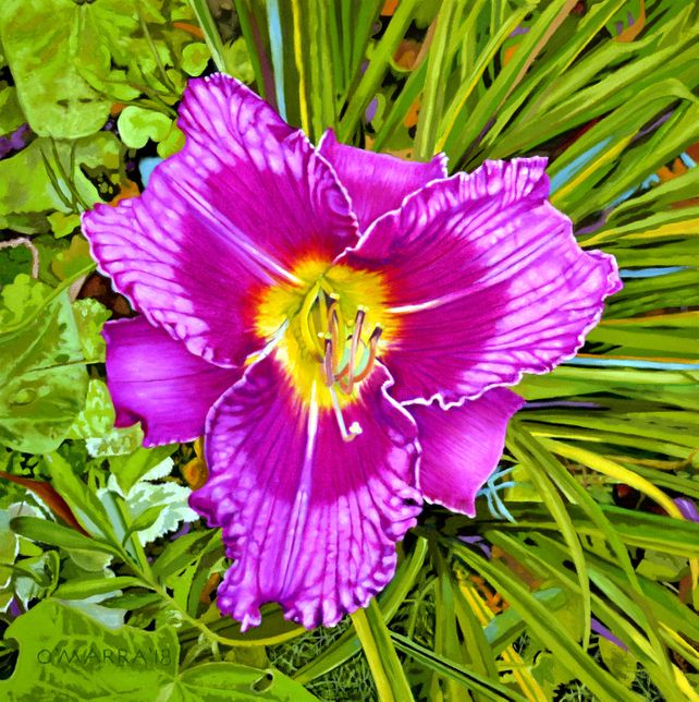 Purple Lily Perennial