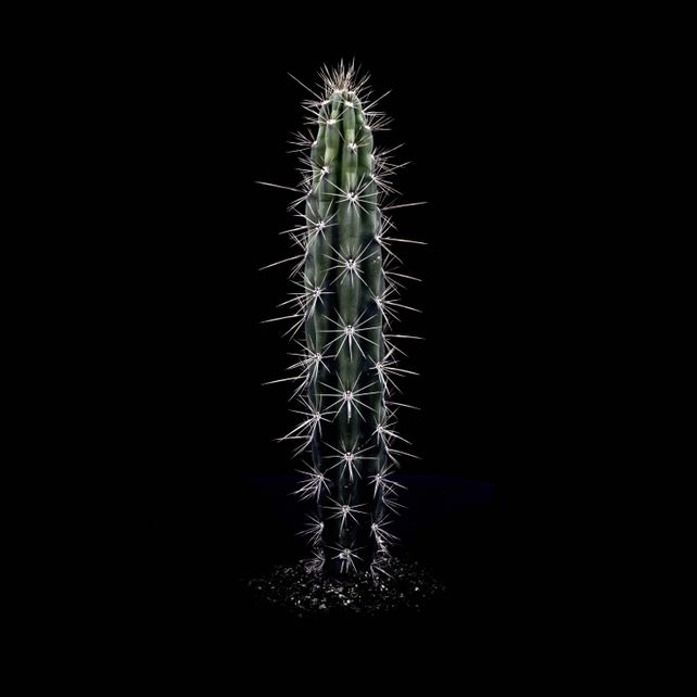 CACTS | CORRYOCACTUS URMIRIENSIS