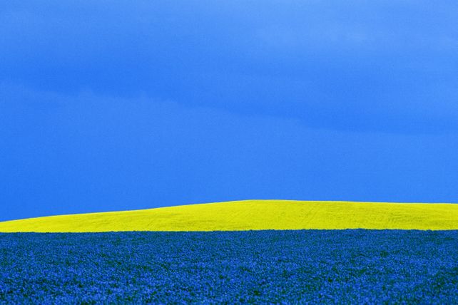 ‘Canola and Flax' by Mike Grandmaison