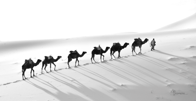 Camel Route
