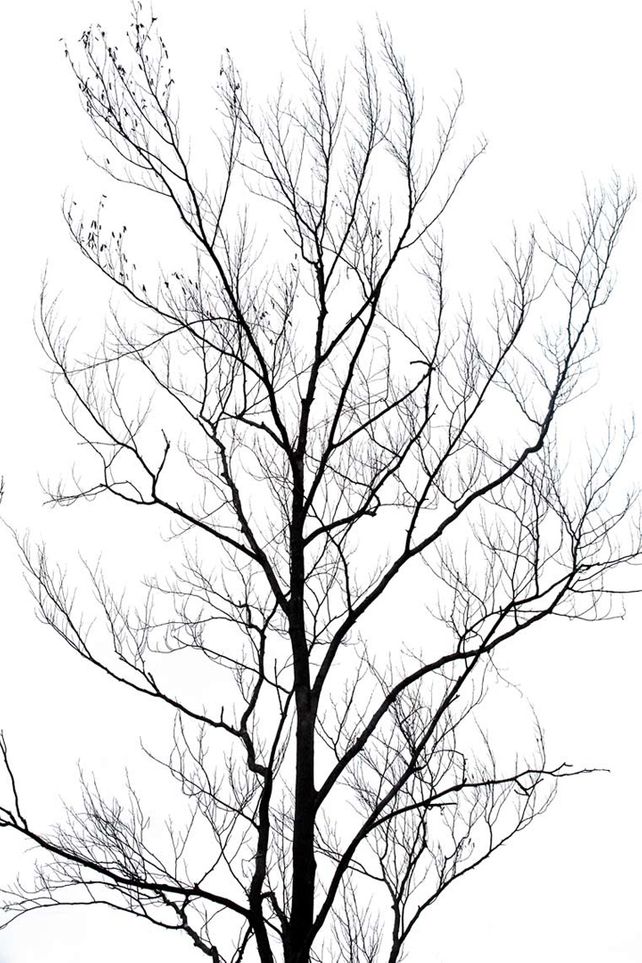 Winter Trees 4