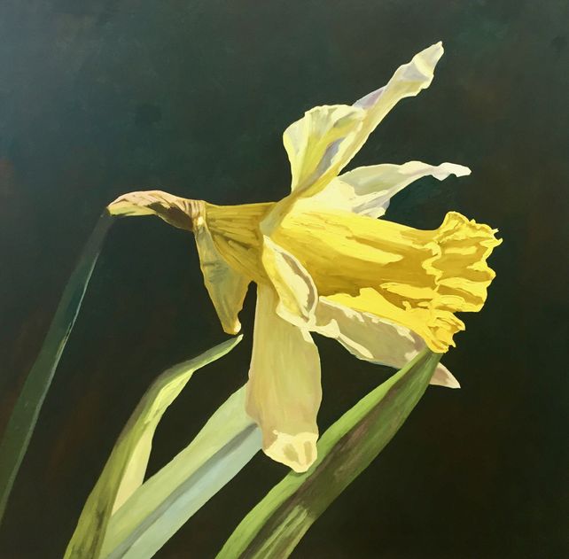 Daffodil No.6
